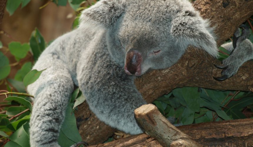 Il sonno Il sonno